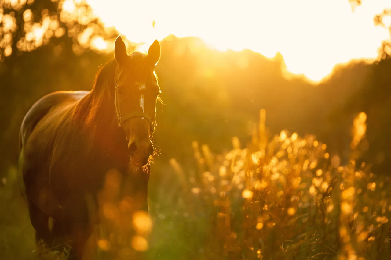 softhouse-delta-horses-quote.webp